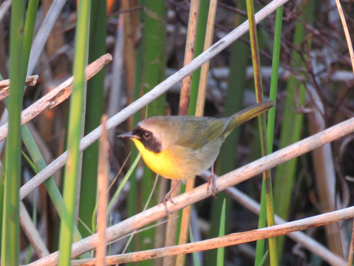 Common Yellowthroat - ML512285901