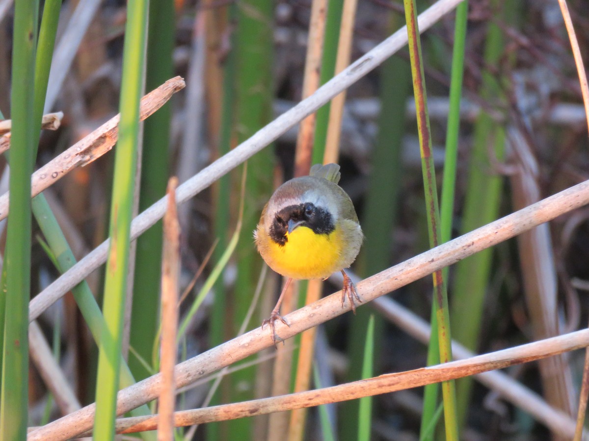 Common Yellowthroat - ML512285941