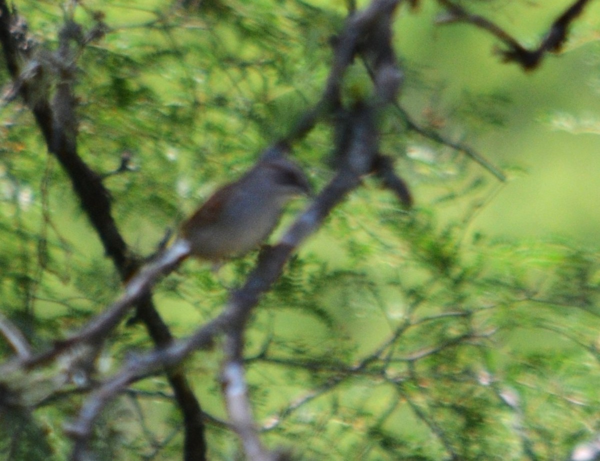 Yungas Sparrow - ML512286661