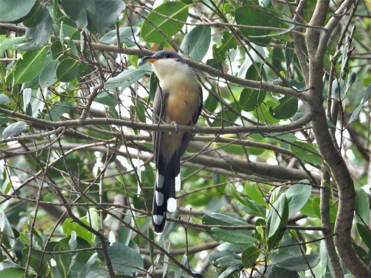 Mangrove Cuckoo - ML512286911