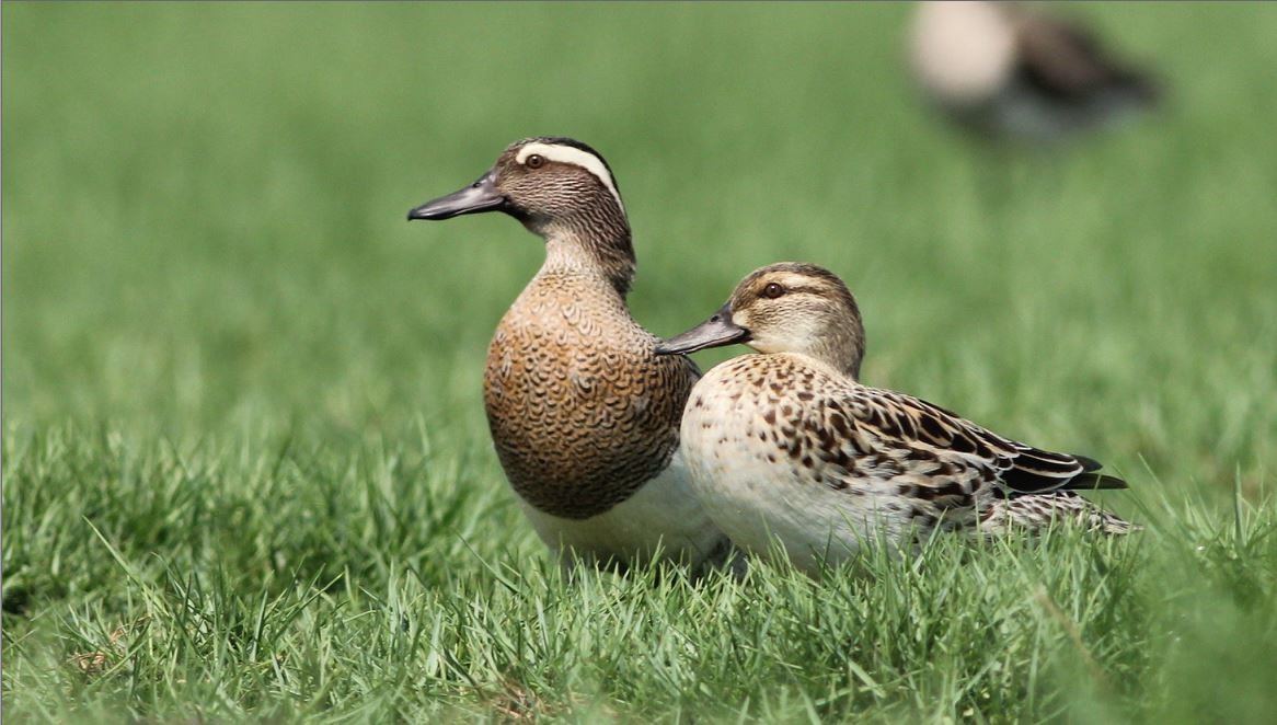 Garganey - Deepak Sahu