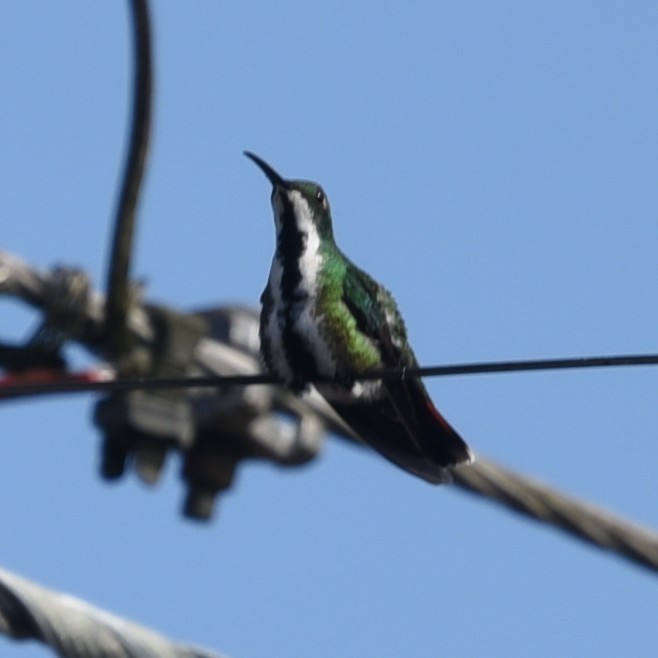 kolibřík tropický - ML512288121