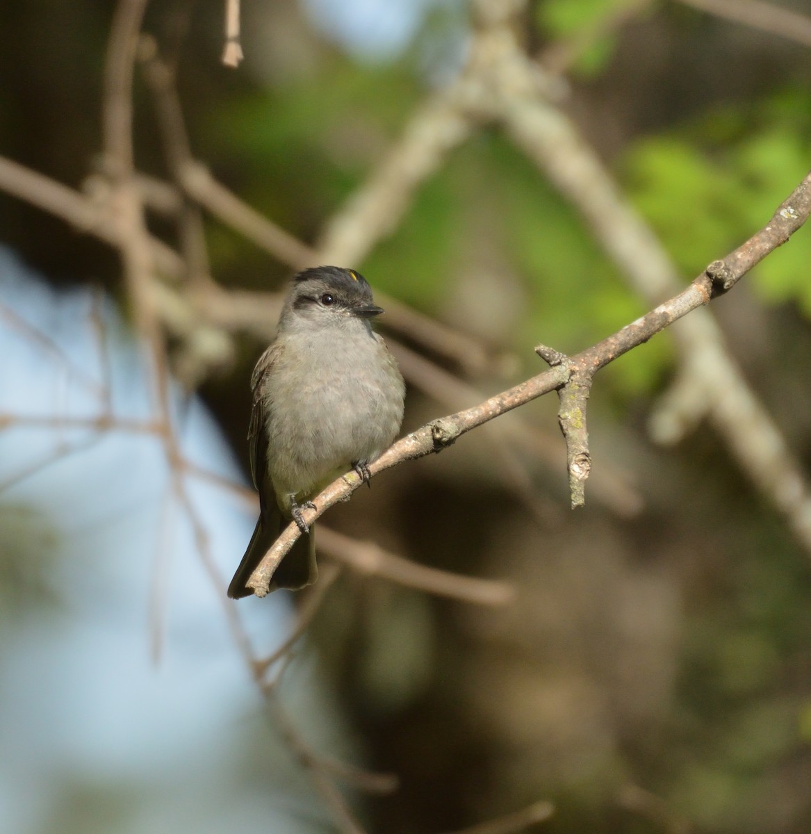 Crowned Slaty Flycatcher - ML512289231