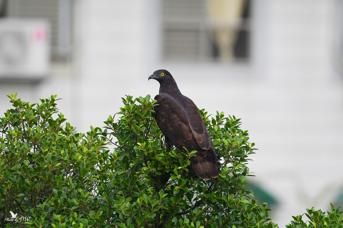 Falco pecchiaiolo orientale - ML512289931