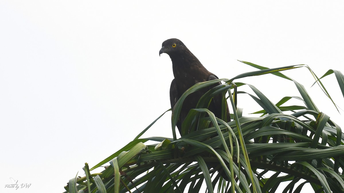 Falco pecchiaiolo orientale - ML512289941