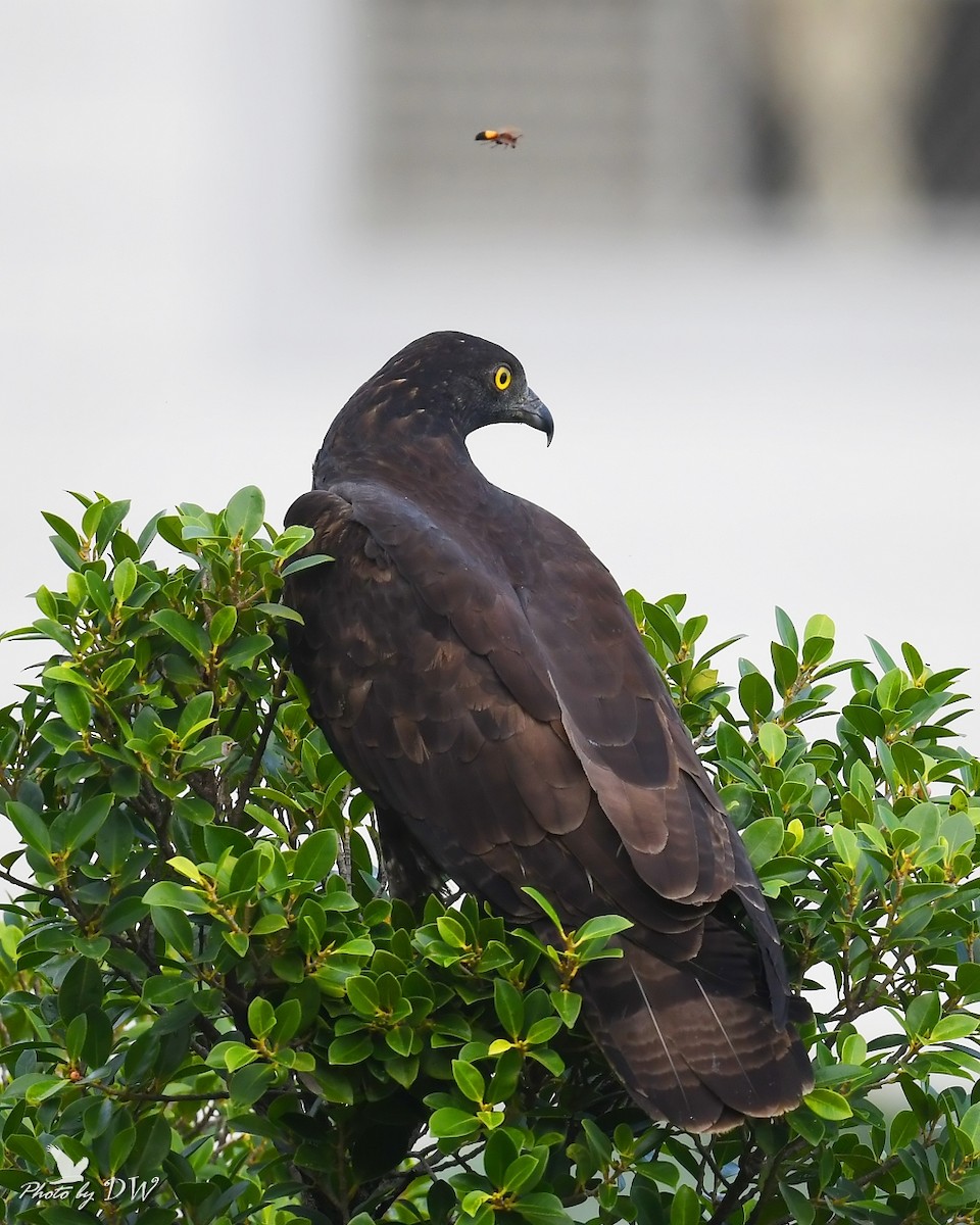 Falco pecchiaiolo orientale - ML512289951