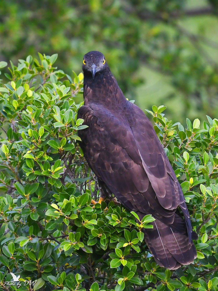 Falco pecchiaiolo orientale - ML512289961