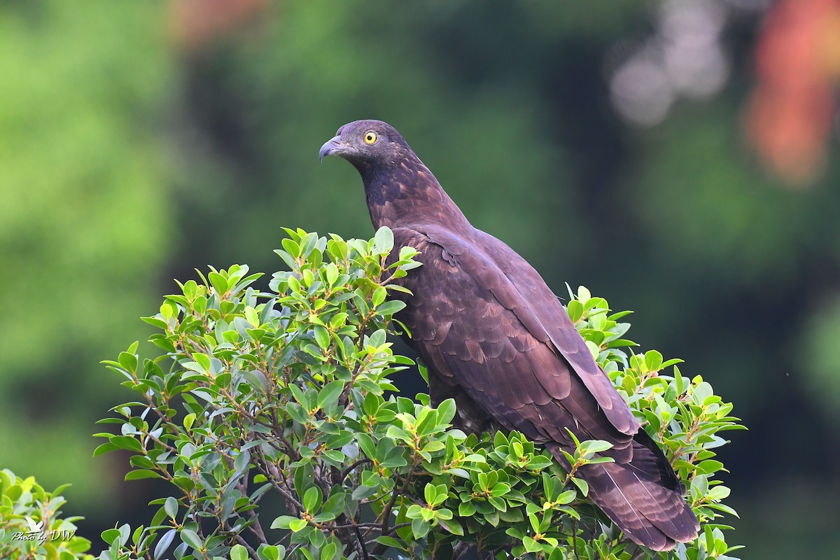 Falco pecchiaiolo orientale - ML512289981