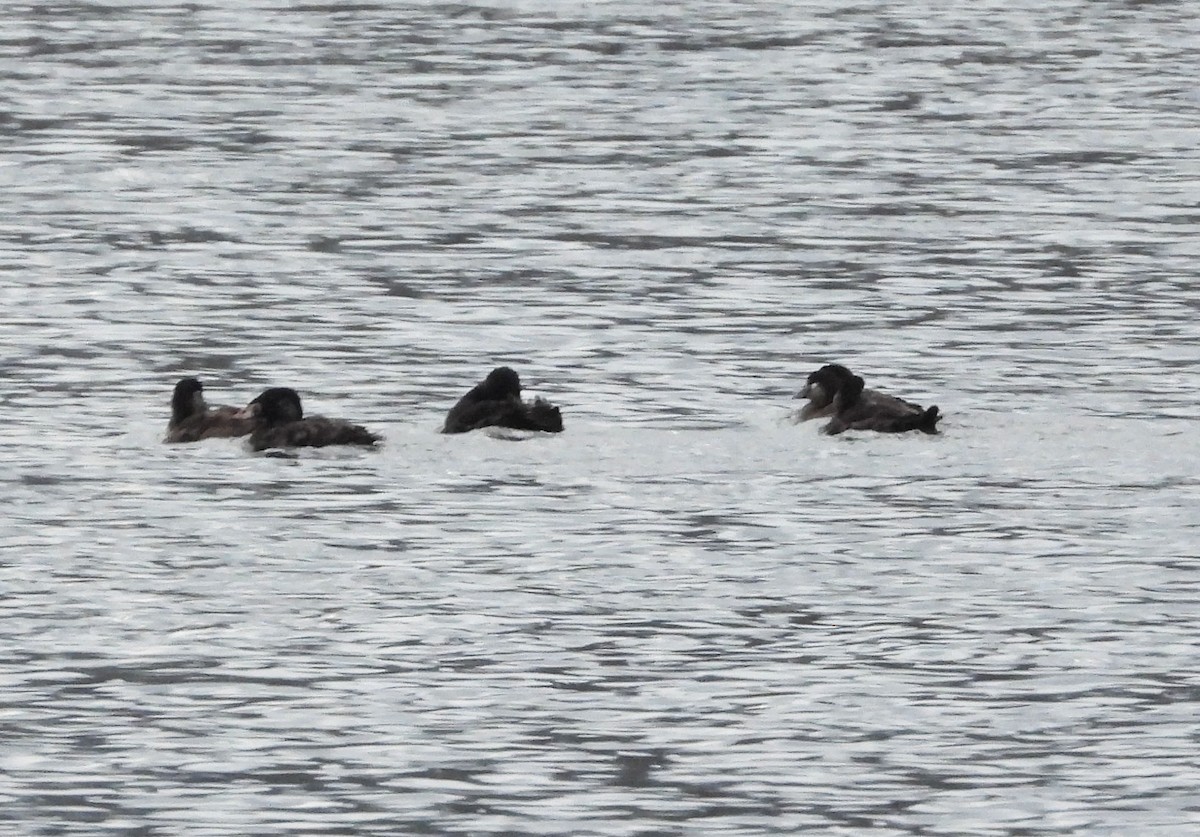 Surf Scoter - ML512292311