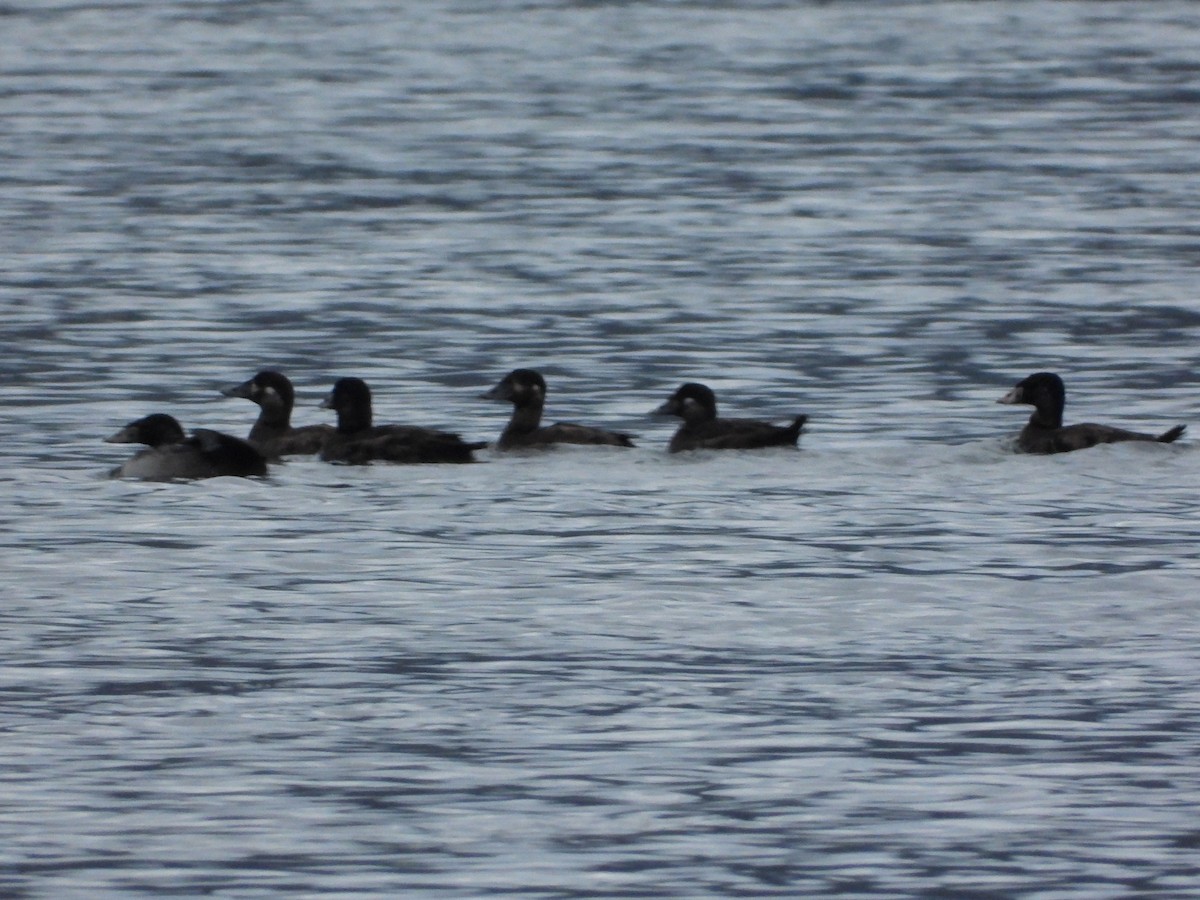 Surf Scoter - ML512292321