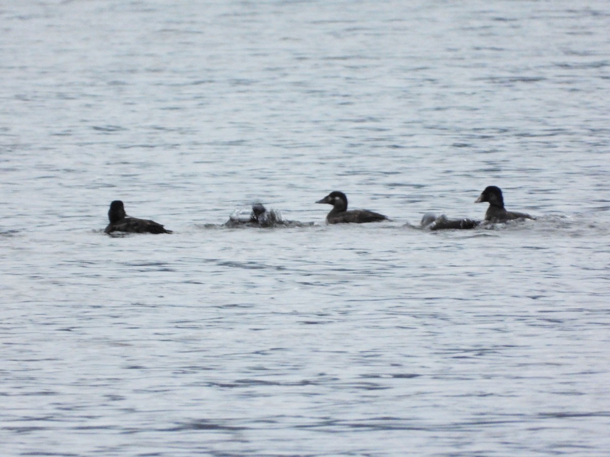 Surf Scoter - ML512292331