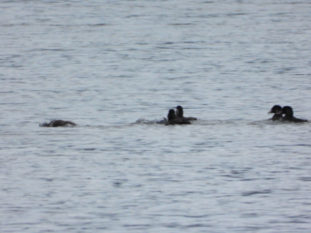 Surf Scoter - ML512292341