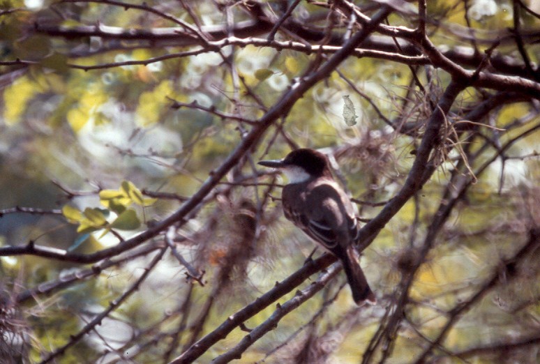 Loggerhead Kingbird - ML512294791