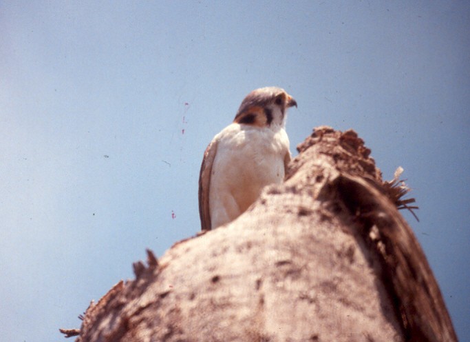 American Kestrel - ML512295051