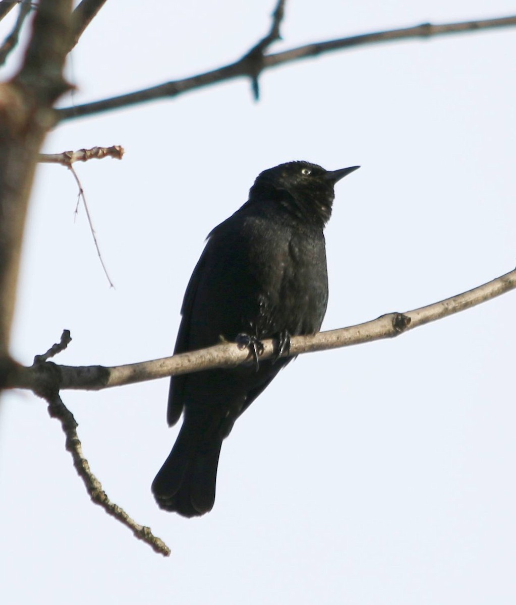 Rusty Blackbird - ML51229551