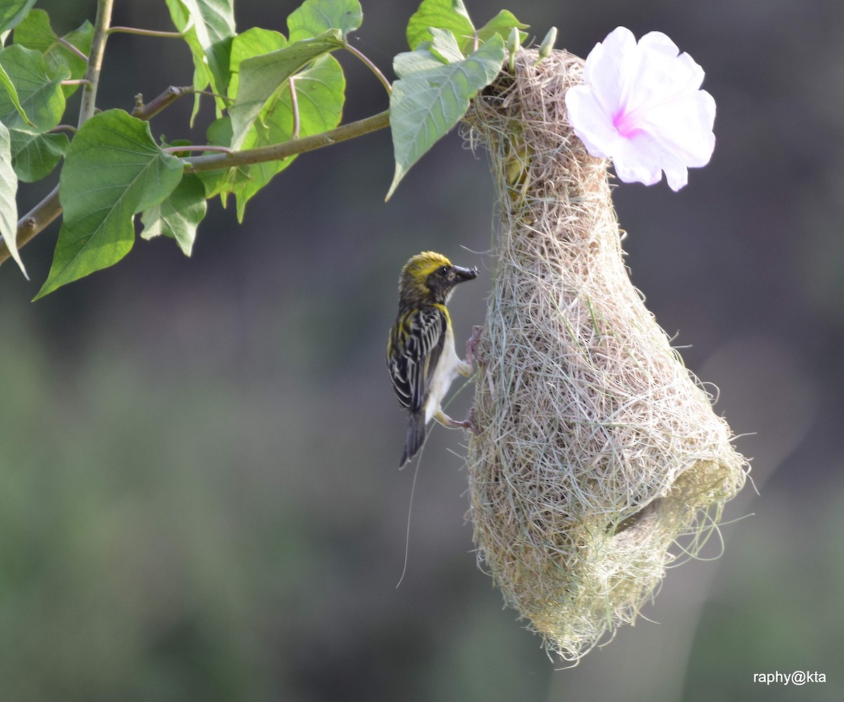 Baya Weaver - ML51229591