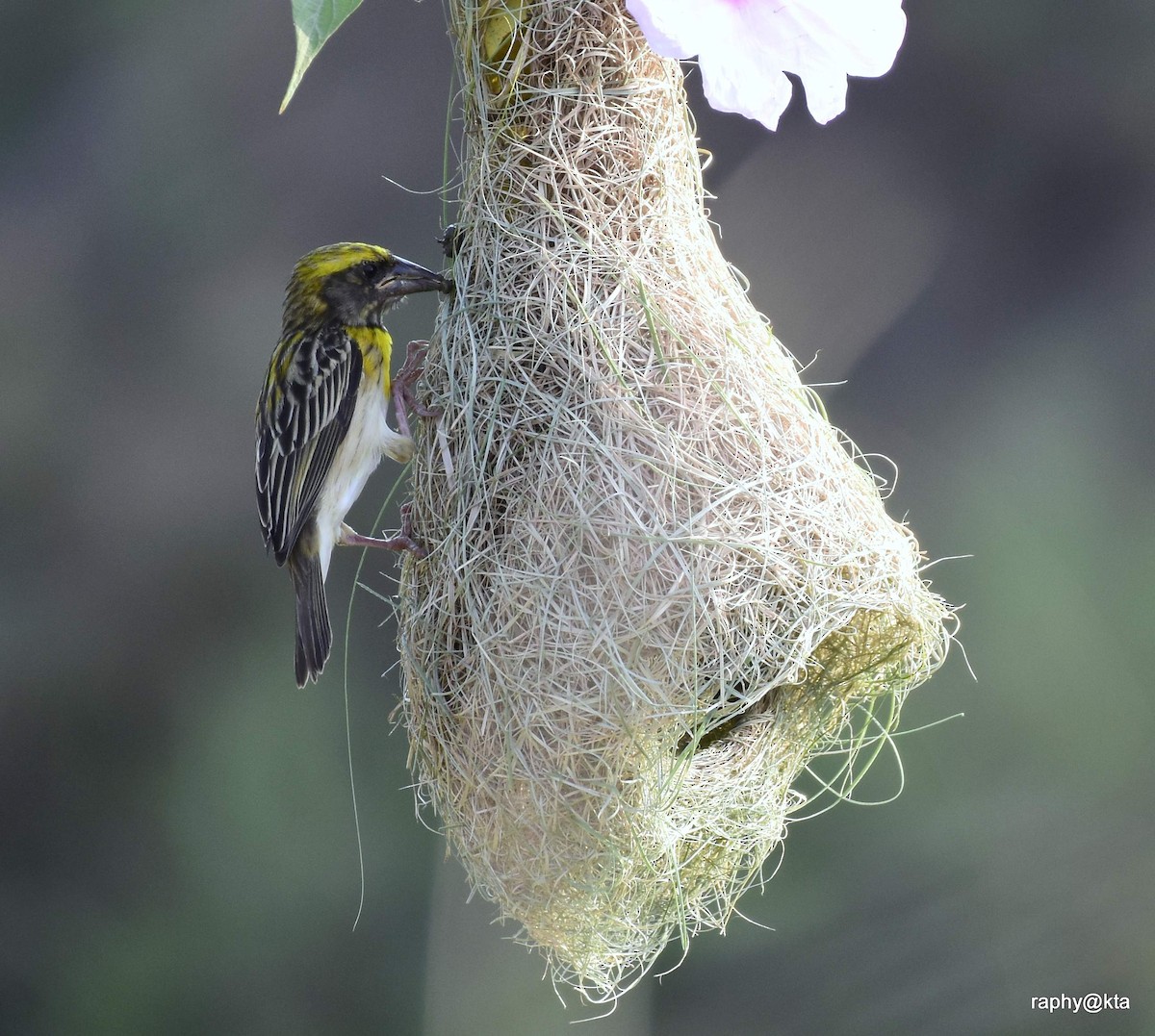 Baya Weaver - Anonymous