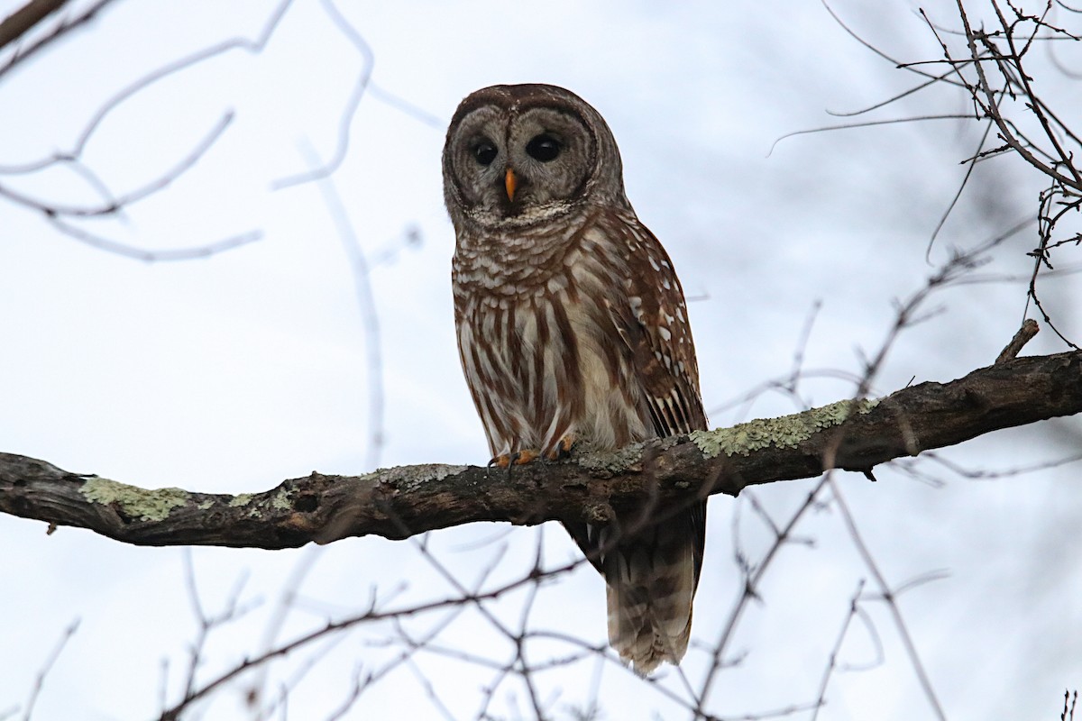 Barred Owl - Anthony Macchiarola