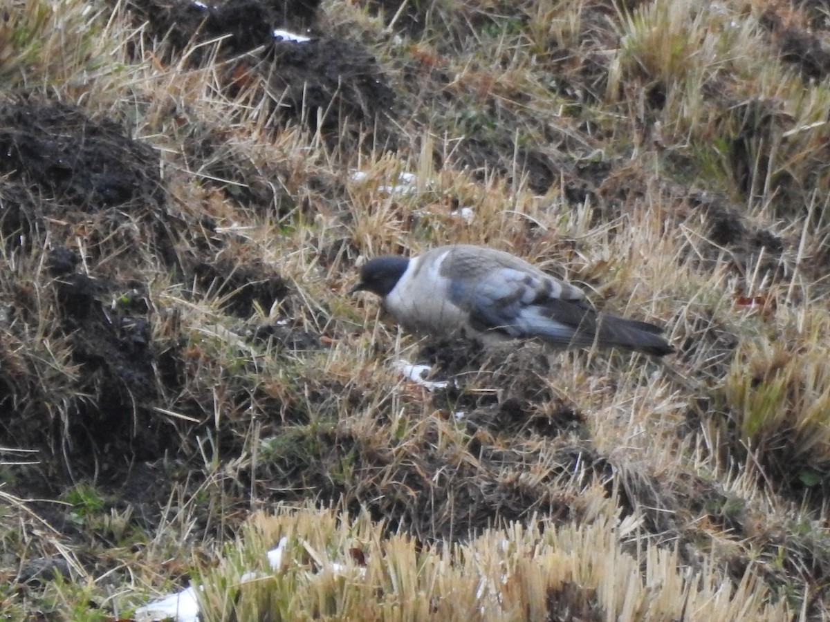 Snow Pigeon - ML51229681