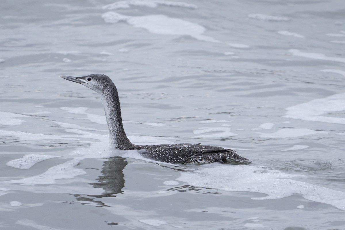 Red-throated Loon - ML512297611