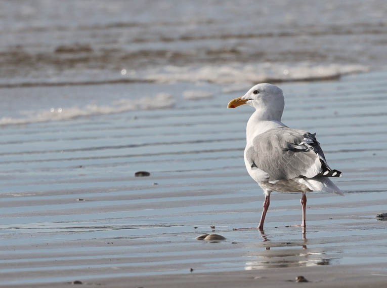 Western Gull - Tracy Drake