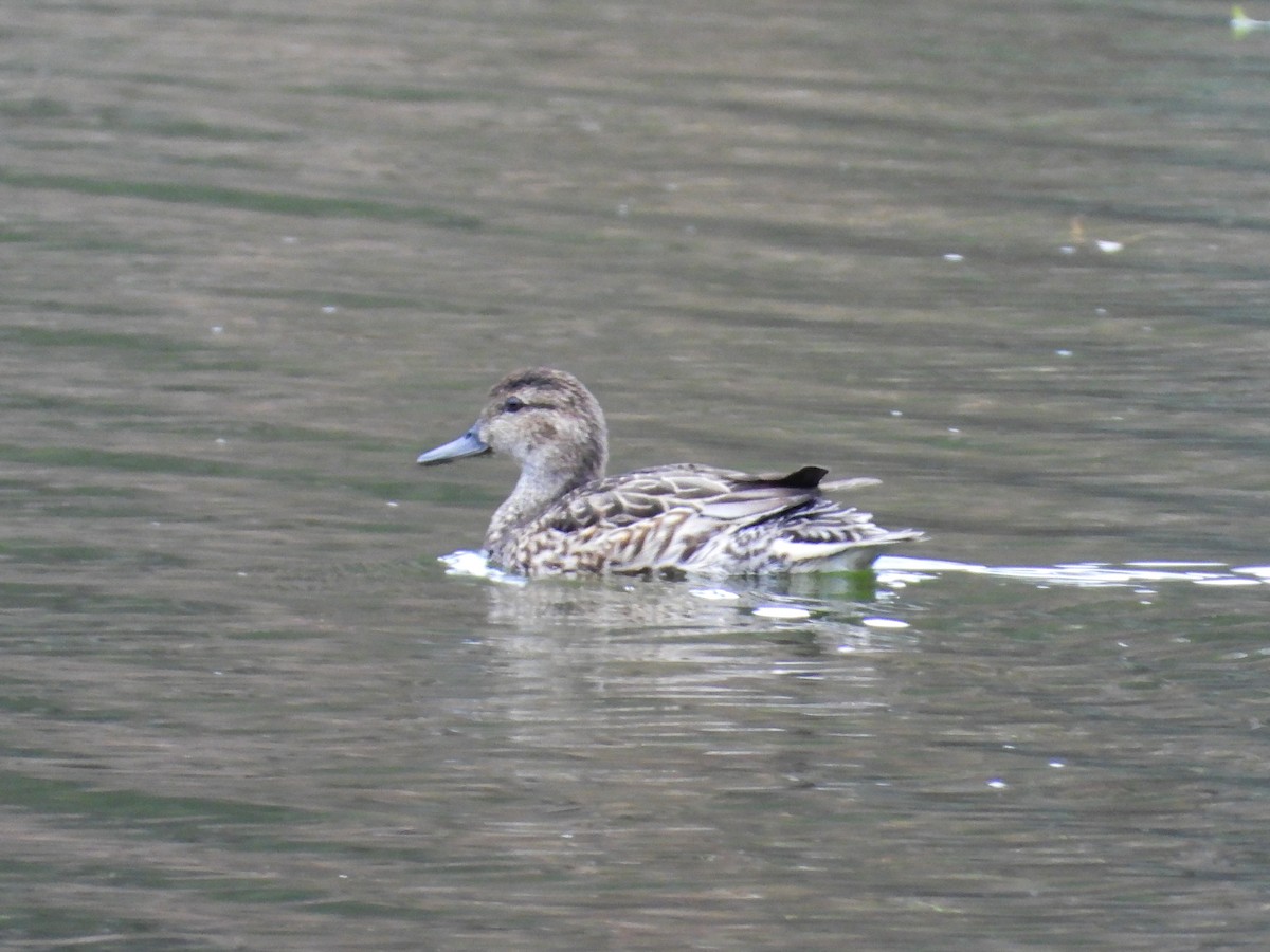 Green-winged Teal - ML512299161