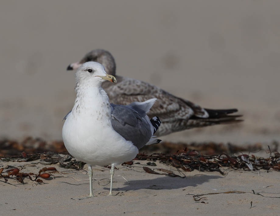 Gaviota Californiana - ML512299981