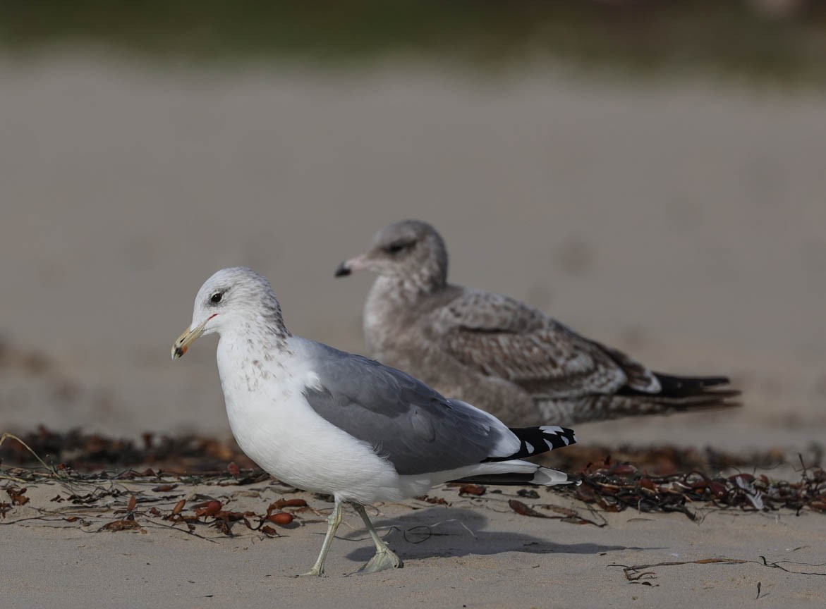 California Gull - Tracy Drake