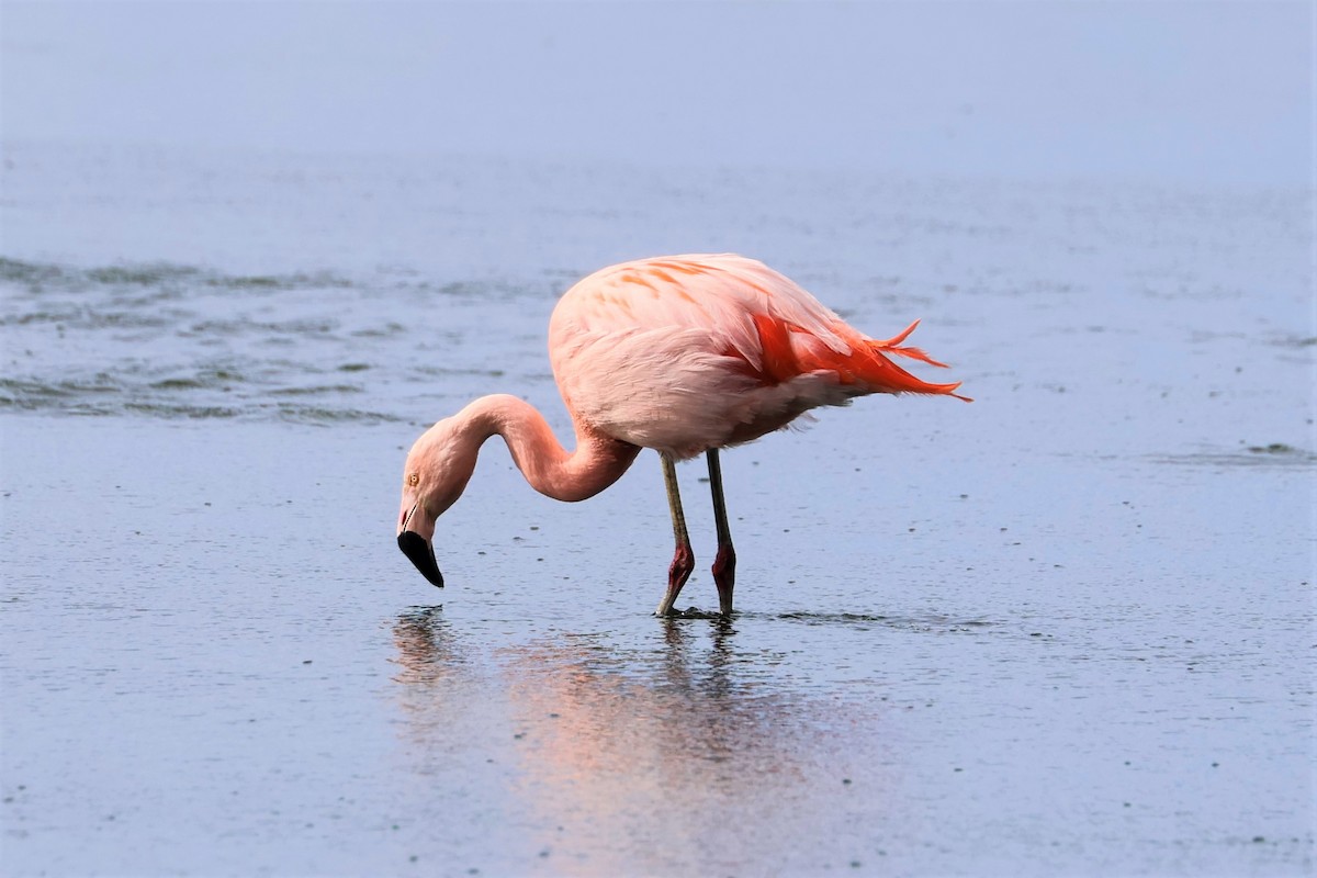 Chilean Flamingo - Michael Weaver