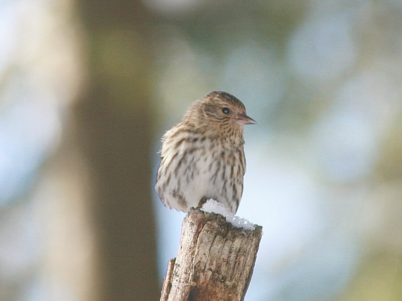 Pine Siskin - ML512300671