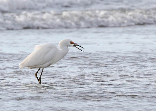 Snowy Egret - ML512300701