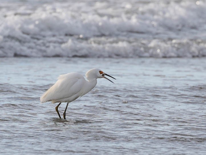 Snowy Egret - ML512300711