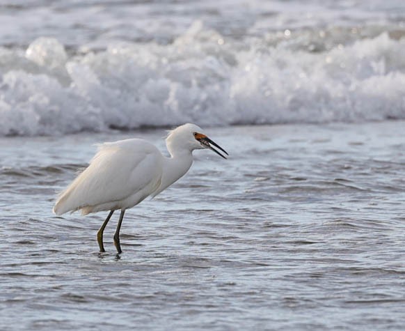 Snowy Egret - ML512300731