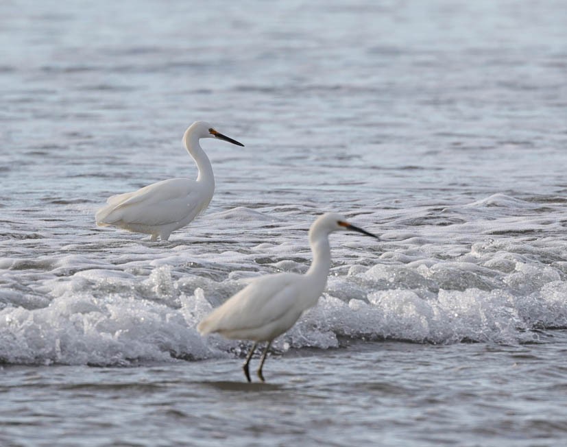 Snowy Egret - ML512300761