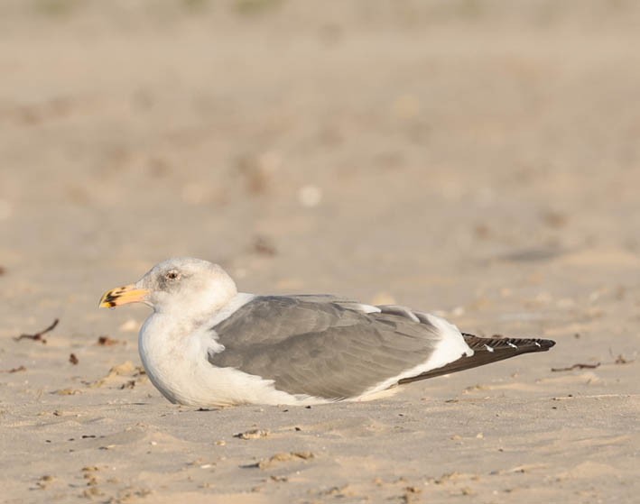 Western Gull - Tracy Drake