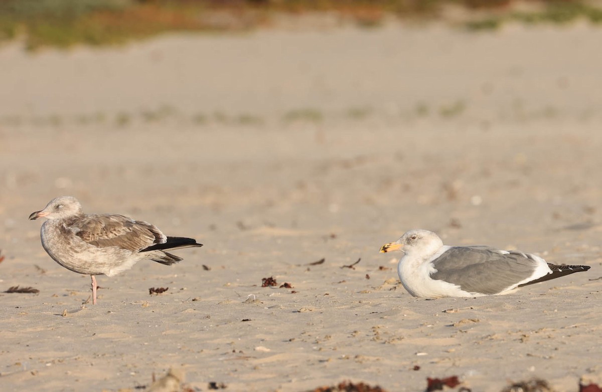 Gaviota Occidental - ML512301221