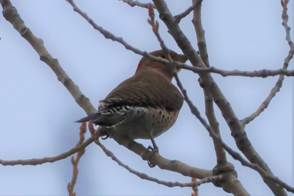 Northern Flicker - ML512302211