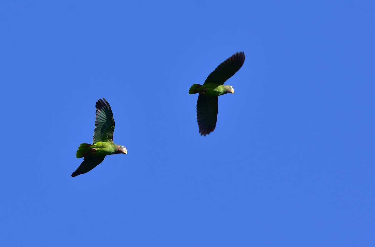 Yellow-billed Parrot - ML512302221