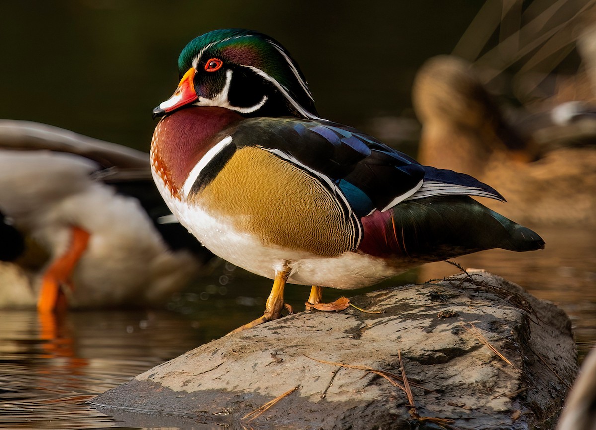 Wood Duck - ML512303511