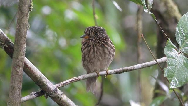 White-chested Puffbird - ML512303661