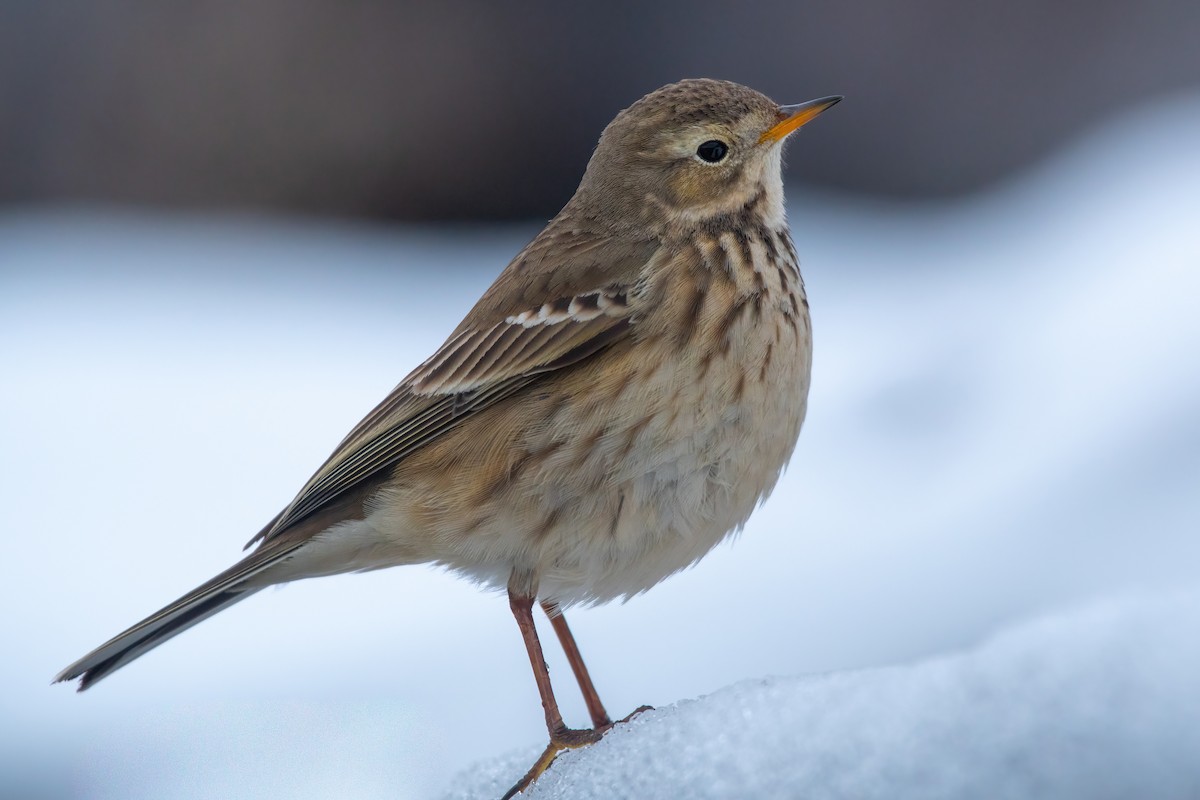 American Pipit - James MacKenzie