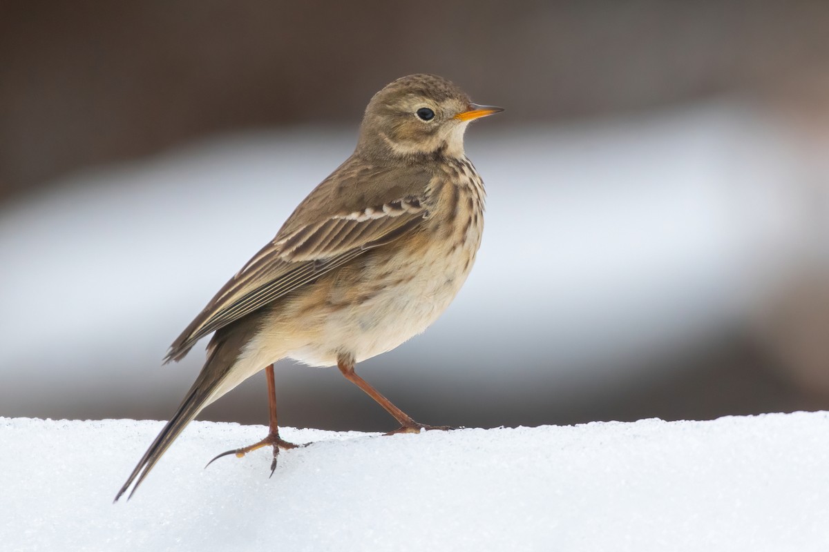 American Pipit - James MacKenzie