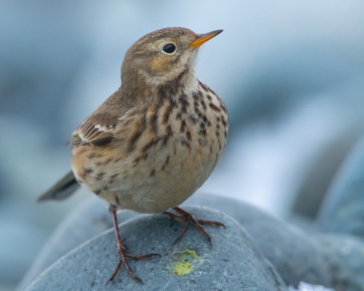 American Pipit - James MacKenzie