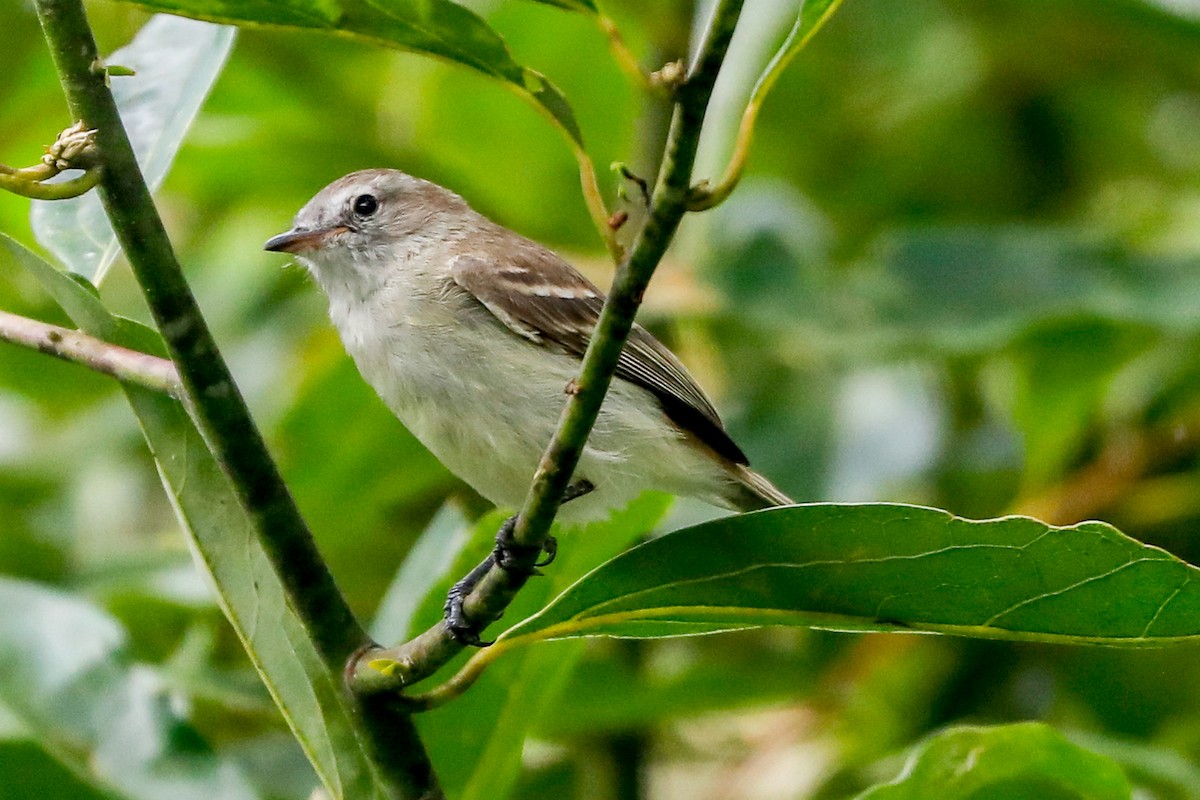 Northern Mouse-colored Tyrannulet - Matthew Douglas Gable