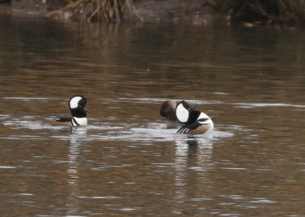 Hooded Merganser - ML512305091