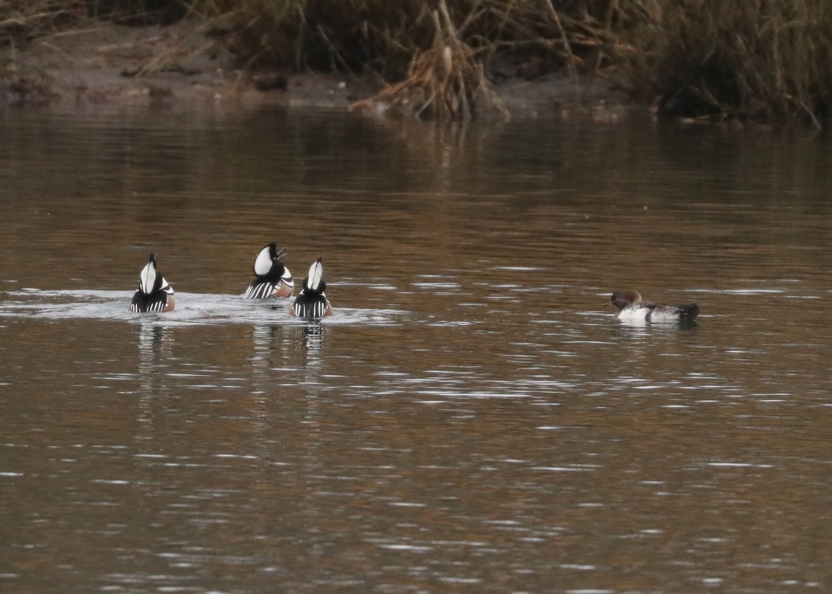 Hooded Merganser - ML512305101