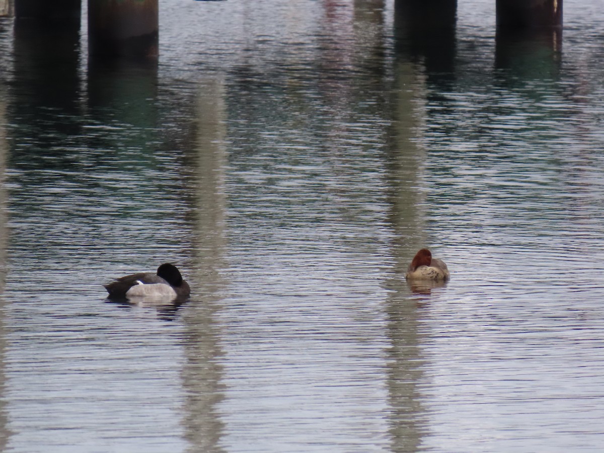 Greater Scaup - ML512305251