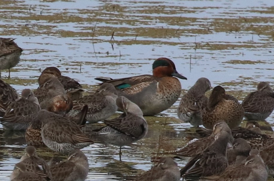 Green-winged Teal - ML512306761