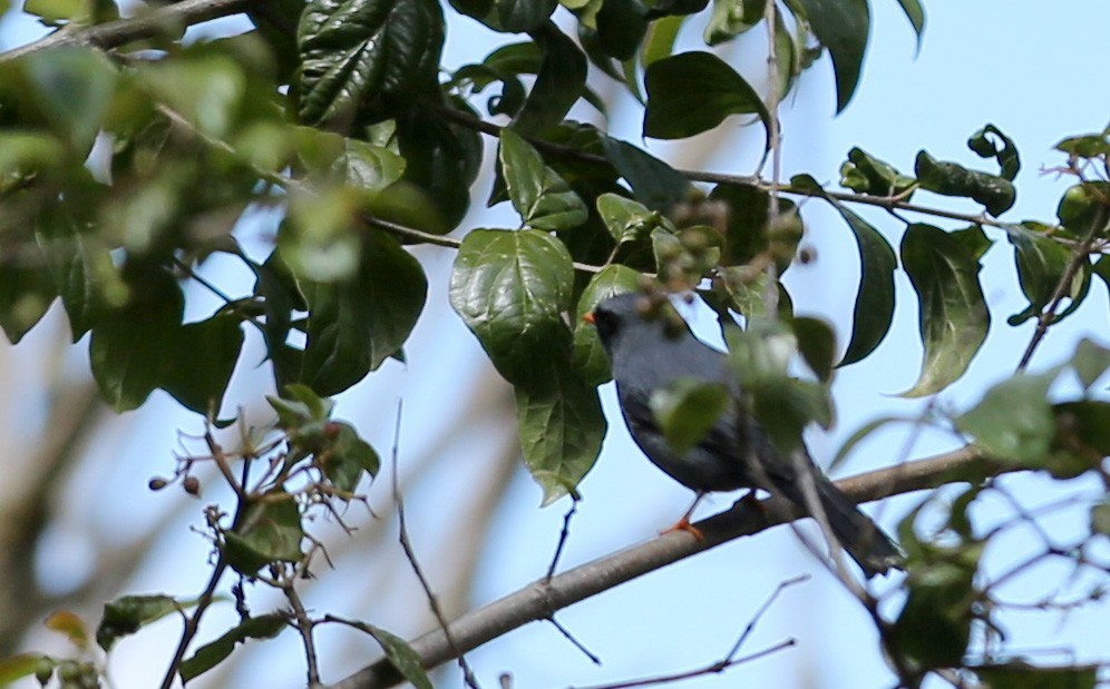Black-faced Solitaire - ML51230711