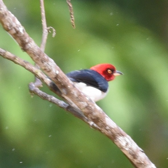 Red-capped Cardinal - ML512307411